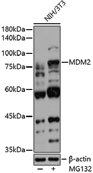 Anti-MDM2 Rabbit pAb