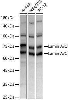 Anti-Lamin A/C Rabbit pAb