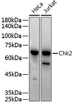 Anti-Chk2 Rabbit pAb