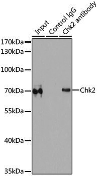 Anti-Chk2 Rabbit pAb