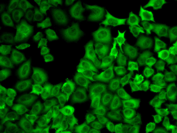 Anti-Hsp90 alpha Rabbit pAb