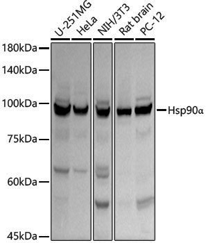 Anti-Hsp90 alpha Rabbit pAb