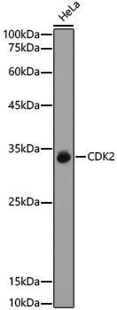[KO Validated] Anti-CDK2 Rabbit pAb