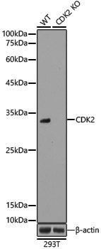 [KO Validated] Anti-CDK2 Rabbit pAb