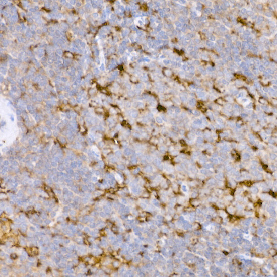 Anti-ATG7 Rabbit pAb