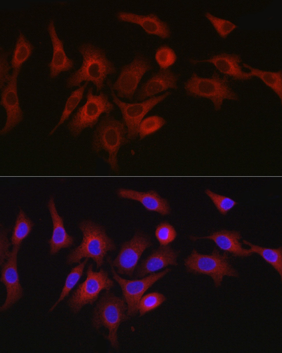 Anti-ATG7 Rabbit pAb
