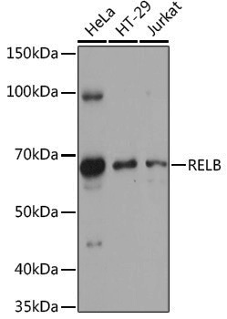 Anti-Rel B Rabbit pAb