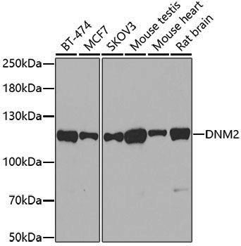 Anti-Dynamin 2 Rabbit pAb