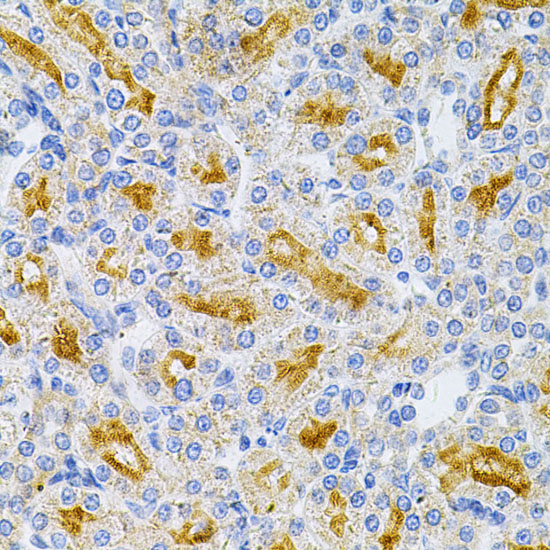 Anti-MyD88 Rabbit pAb