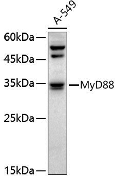 Anti-MyD88 Rabbit pAb