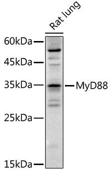 Anti-MyD88 Rabbit pAb