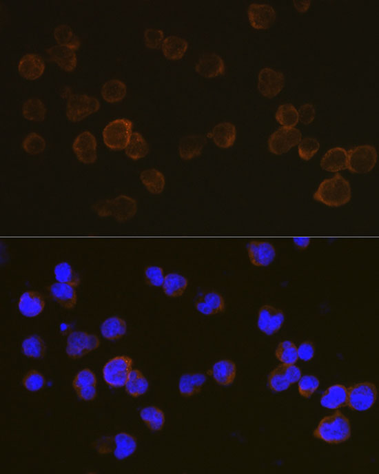 Anti-CD45 Rabbit pAb