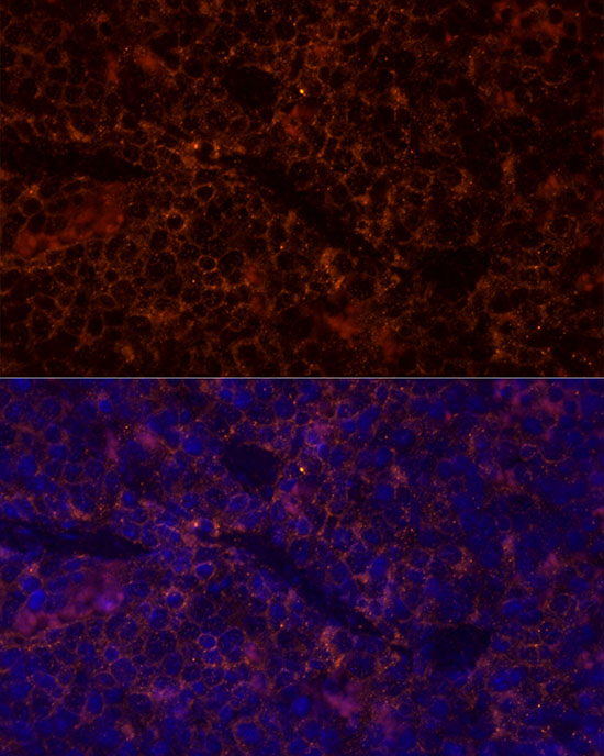 Anti-CD45 Rabbit pAb