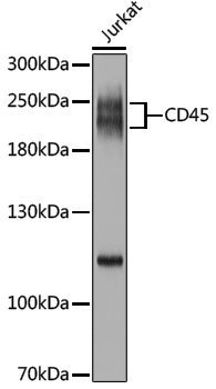 Anti-CD45 Rabbit pAb