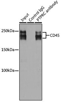 Anti-CD45 Rabbit pAb