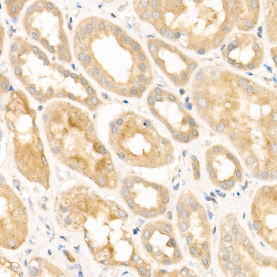 Anti-LRRK2 Rabbit pAb