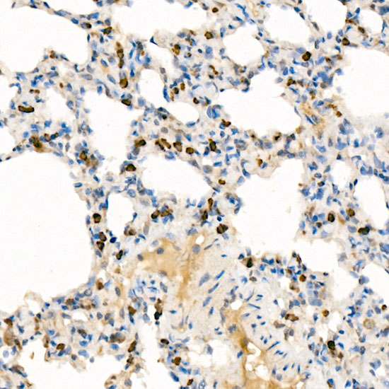 Anti-LRRK2 Rabbit pAb