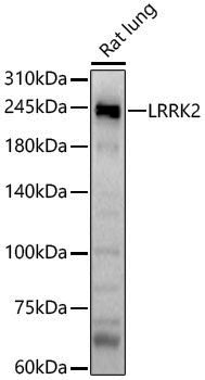 Anti-LRRK2 Rabbit pAb
