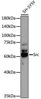 Anti-Src Rabbit pAb