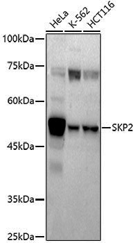 Anti-SKP2 Rabbit pAb