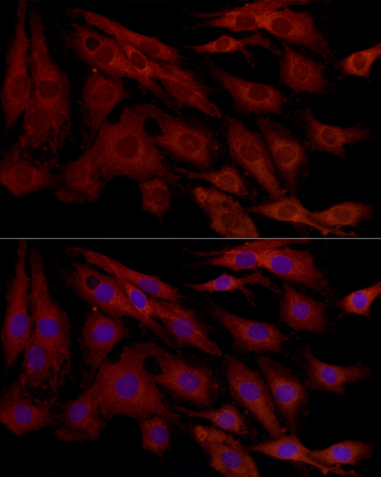 Anti-MCL1 Rabbit pAb