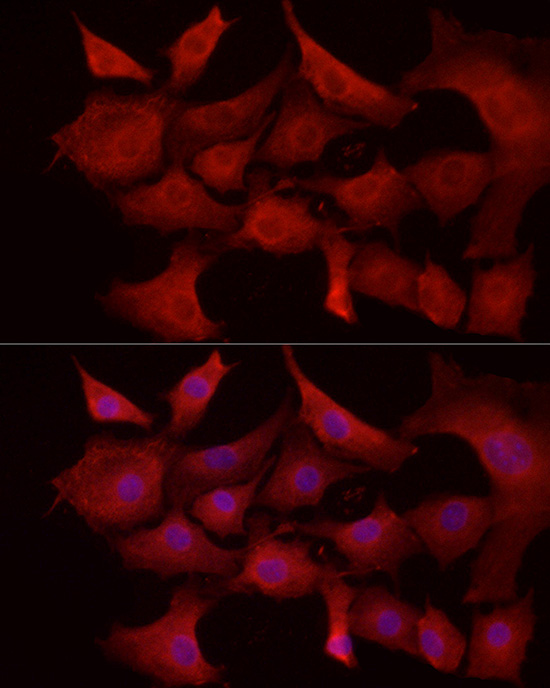 Anti-MCL1 Rabbit pAb