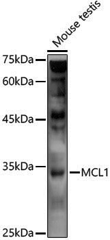 Anti-MCL1 Rabbit pAb