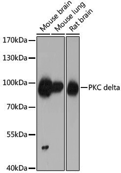 Anti-PKC delta Rabbit pAb