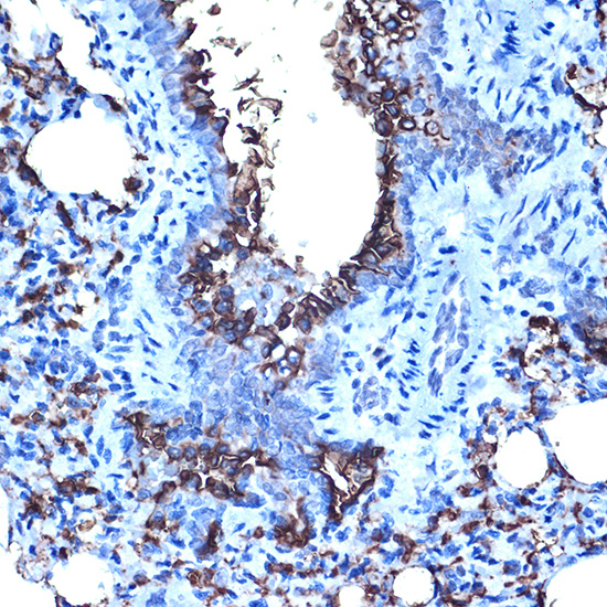 Anti-Mucin 1 Rabbit pAb