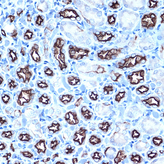 Anti-Mucin 1 Rabbit pAb