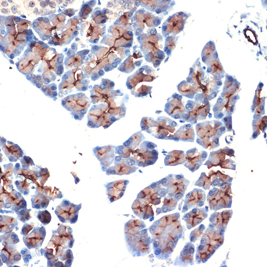 Anti-Mucin 1 Rabbit pAb