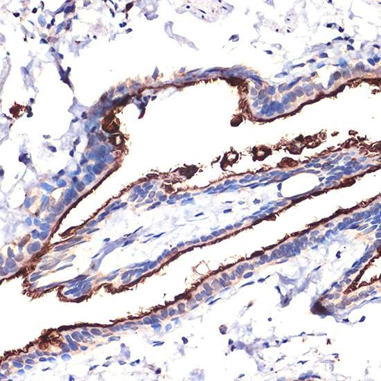 Anti-Mucin 1 Rabbit pAb