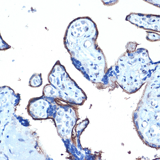 Anti-Mucin 1 Rabbit pAb
