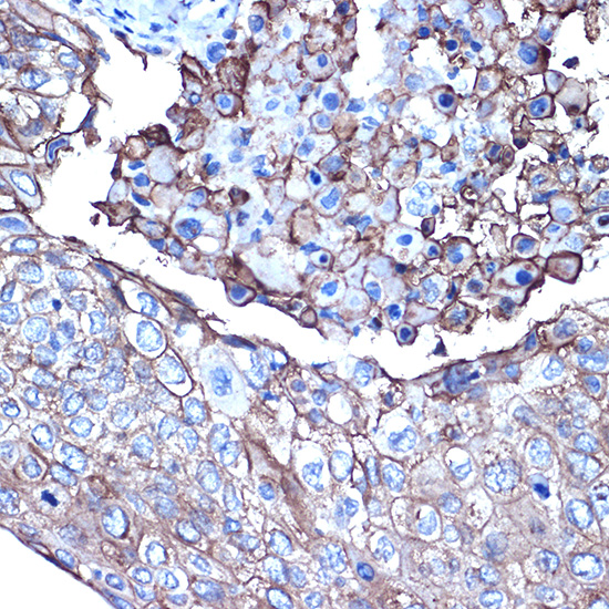 Anti-Mucin 1 Rabbit pAb