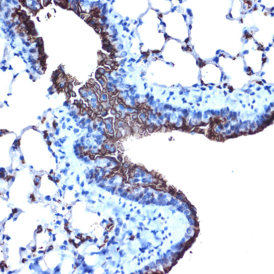 Anti-Mucin 1 Rabbit pAb