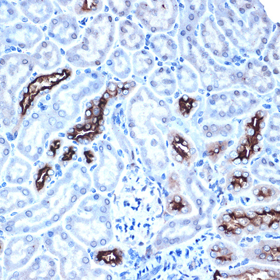 Anti-Mucin 1 Rabbit pAb
