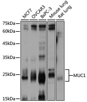 Anti-Mucin 1 Rabbit pAb