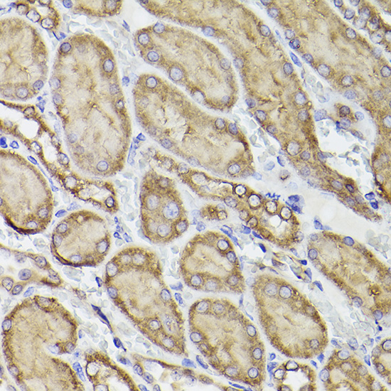 Anti-PDIA1 Rabbit pAb
