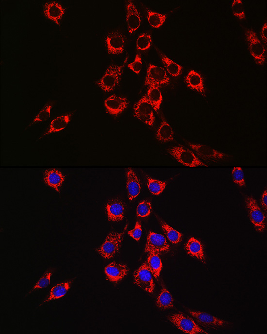 Anti-PDIA1 Rabbit pAb
