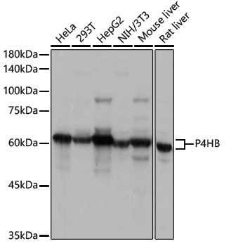 Anti-PDIA1 Rabbit pAb