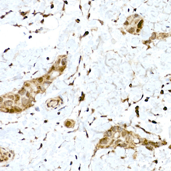 Anti-Nrf2 Rabbit pAb