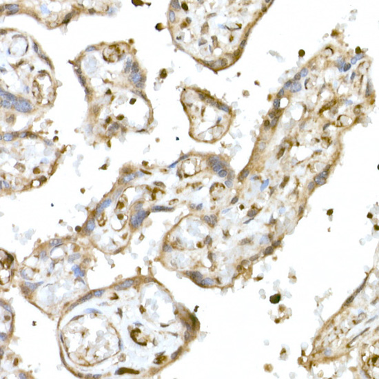 Anti-Nrf2 Rabbit pAb