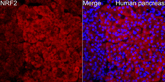 Anti-Nrf2 Rabbit pAb