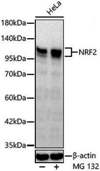 Anti-Nrf2 Rabbit pAb