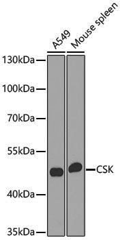 Anti-CSK Rabbit pAb