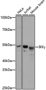 Anti-IKK gamma Rabbit pAb