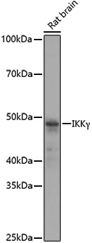 Anti-IKK gamma Rabbit pAb