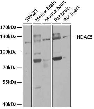 Anti-HDAC5 Rabbit pAb
