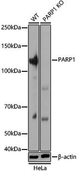 Anti-PARP1 Rabbit pAb