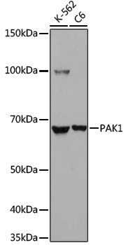 Anti-PAK1 Rabbit pAb